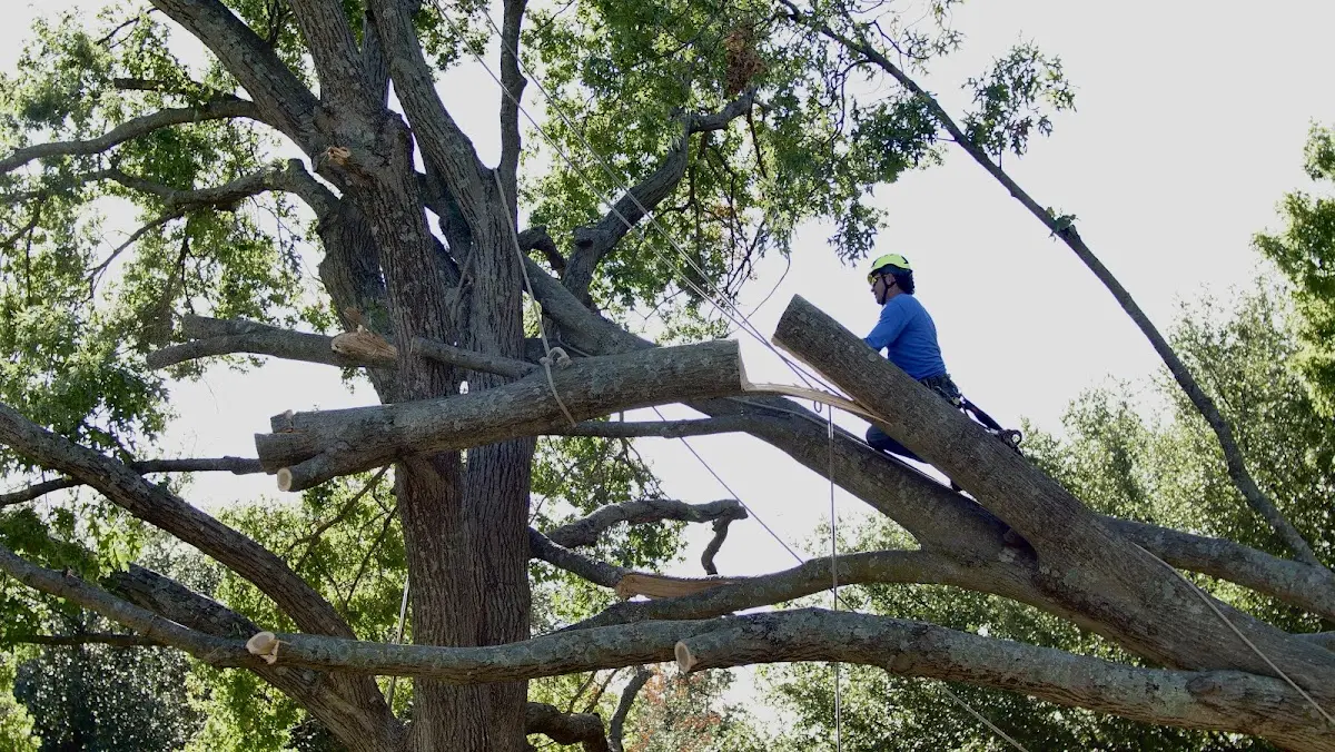 Professional Crown Thinning performed by certified arborists in Nicholson